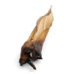 Knabber Zeit - Rehohren getrocknet für Hunde 6 Stück – Bild 2