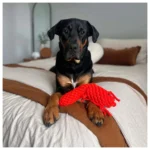 Hundespielzeug "outback tails" - Susi Shrimp – Bild 2