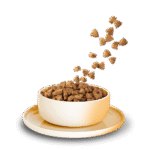 Huhn Adult – Bild 3