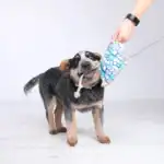 Hundespielzeug "outback tails" - Steve der Stachelrochen – Bild 2
