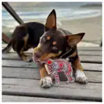 Hundespielzeug "outback tails" - Aussie Dessert Dog - Trevor – Bild 2