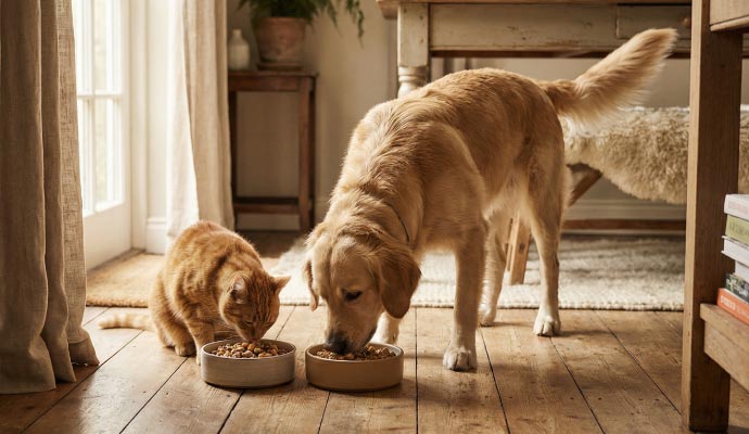 Hund und Katze fressen
