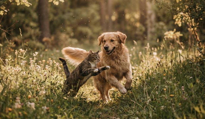 Hund und Katze spielen